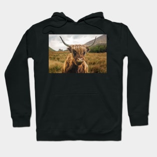 Scottish Highlander Cow Hoodie